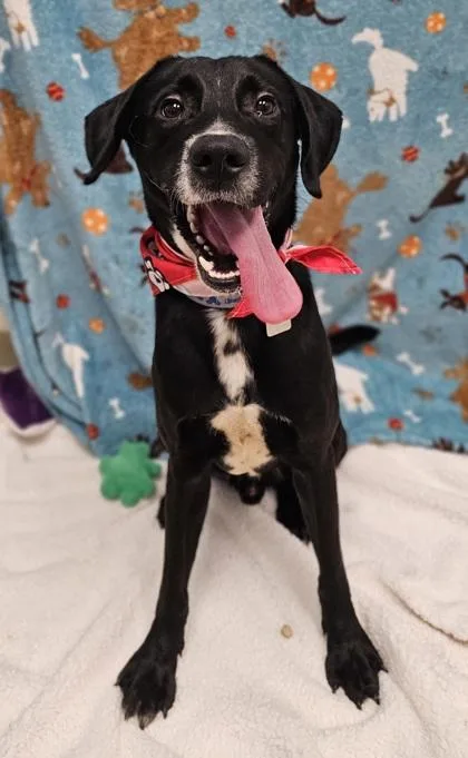A young medium-sized male Black Mixed Breed dog named Nighthawk for adoption in Hamilton, OH