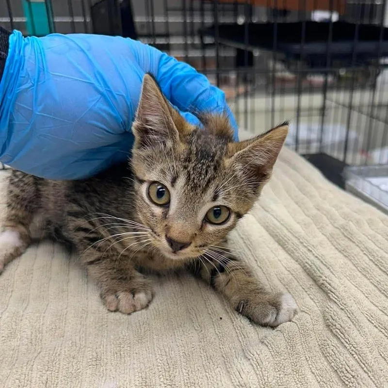 A baby small-sized male Buff / Tan / Fawn Domestic Short Hair cat named Duncan for adoption in Bastrop, TX