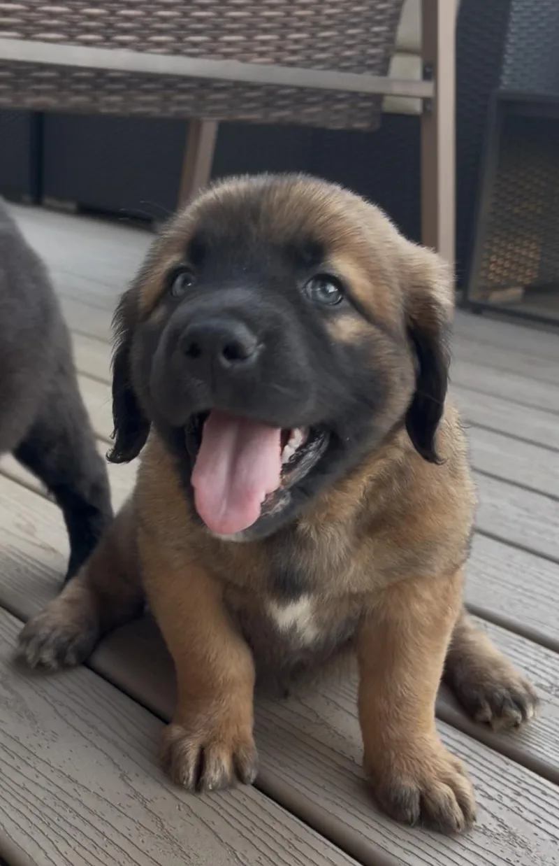 A baby medium-sized male Brown / Chocolate Retriever dog named Briggs for adoption in Plainfield, IL
