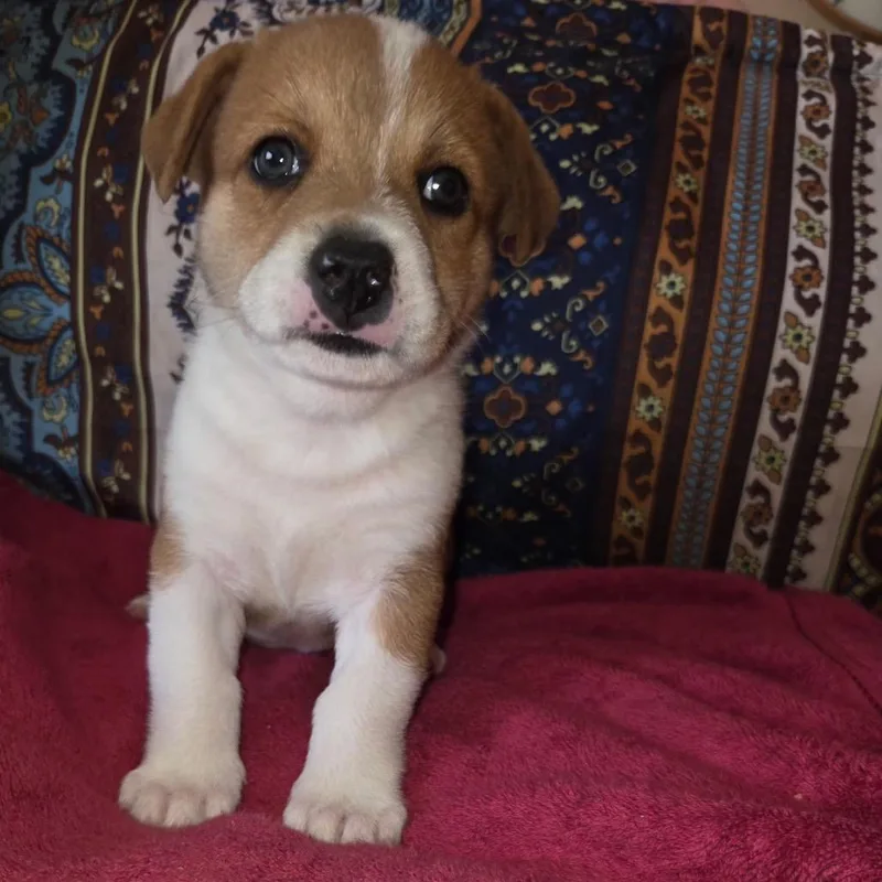 A baby small-sized male Brown / Chocolate Mixed Breed dog named Loki for adoption in Phoenix, AZ