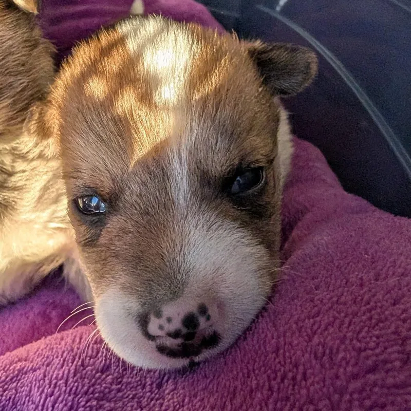 Loki thumbnail 3