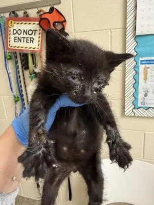 A baby small-sized male Domestic Short Hair cat named Sparrow for adoption in Westland, MI