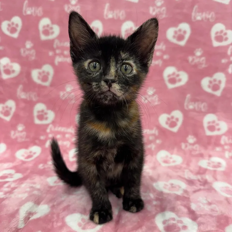 A young medium-sized female Tortoiseshell Domestic Short Hair cat named Kimora for adoption in miami, FL