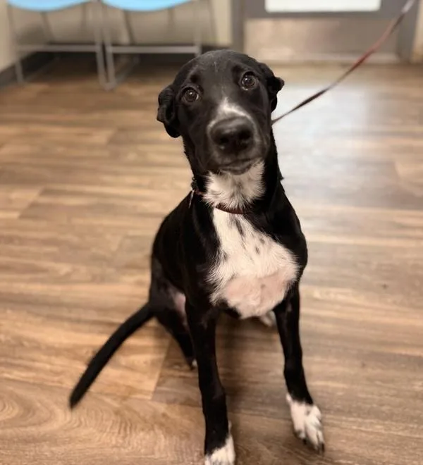 A young medium-sized male Labrador Retriever dog named Pongo for adoption in San Diego, CA