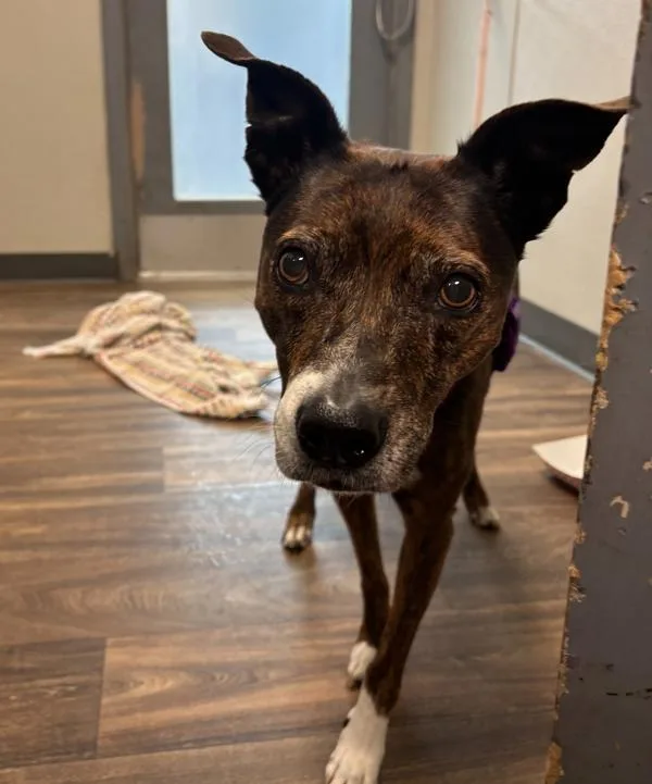 An adult medium-sized female Terrier dog named Chandler for adoption in San Diego, CA