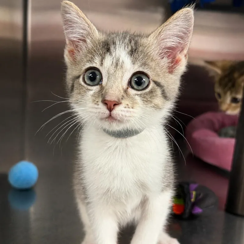 A baby small-sized female White Domestic Short Hair cat named Phoenix for adoption in Falls Church, VA