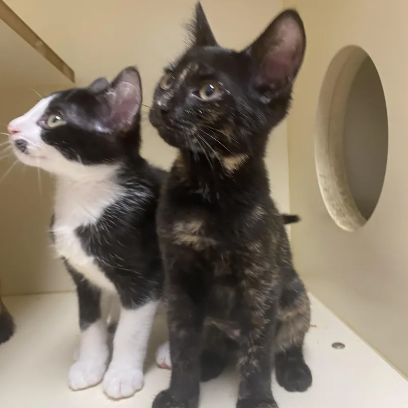 Tootsie at Elyria Petco