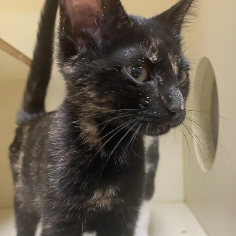 Tootsie at Elyria Petco thumbnail 2