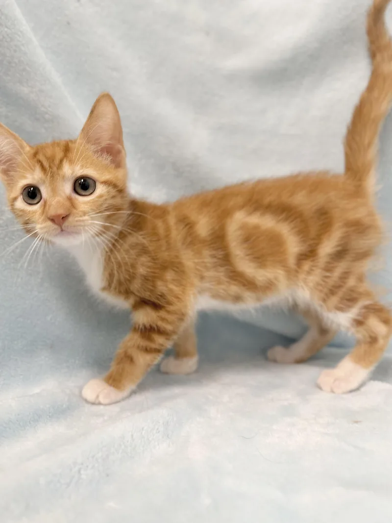 A baby medium-sized male Tabby (Orange / Red) Domestic Short Hair cat named Rob Roy for adoption in Greensboro, NC