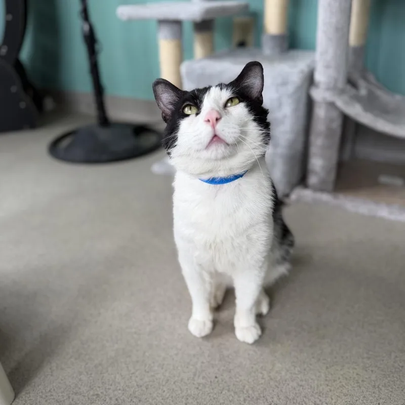 An adult large-sized male White Domestic Short Hair cat named Milo for adoption in Hamburg, NY