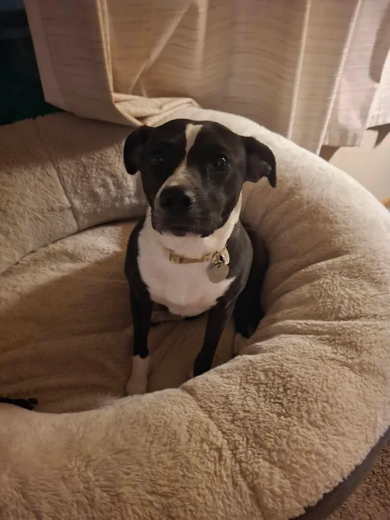 An adult small-sized female Mixed Breed dog named Sqwonk for adoption in De Pere, WI