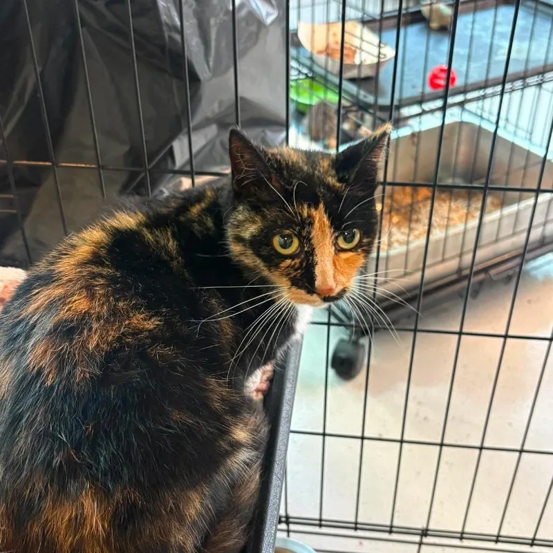 An adult medium-sized female Calico Domestic Short Hair cat named Leona for adoption in Huntington, WV