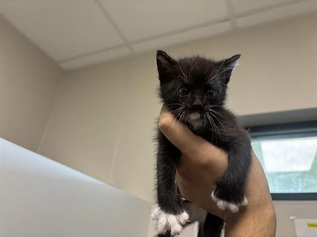 Carl