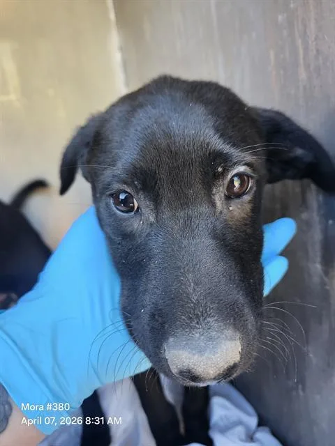 A baby small-sized male Labrador Retriever dog named Iran for adoption in San Antonio, TX