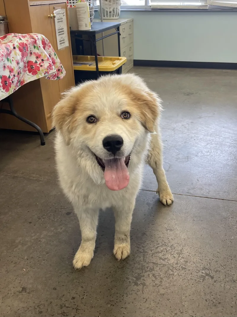 A young large-sized male White / Cream Mixed Breed dog named Mashed Potatoes for adoption in Mishawaka, IN