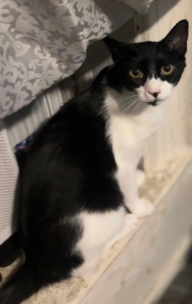 A young medium-sized female Domestic Short Hair cat named Victoria for adoption in Bayonne, NJ