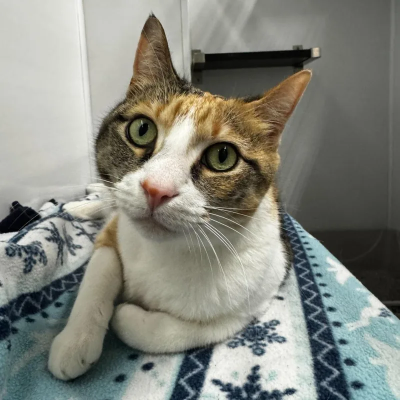 An adult large-sized female Calico Domestic Short Hair cat named Perdita for adoption in Skokie, IL