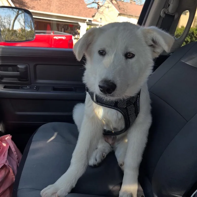 A baby small-sized male White / Cream Great Pyrenees dog named Orion for adoption in Rockville, MD