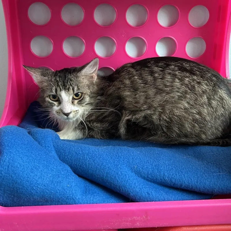 Iggy Pawp thumbnail 2