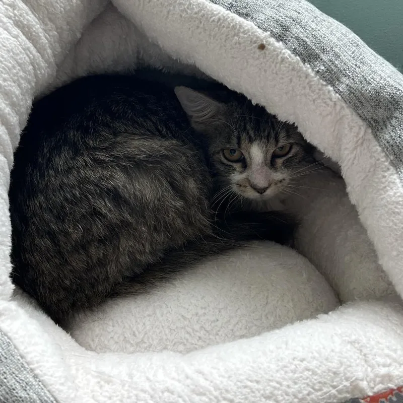 Iggy Pawp thumbnail 3