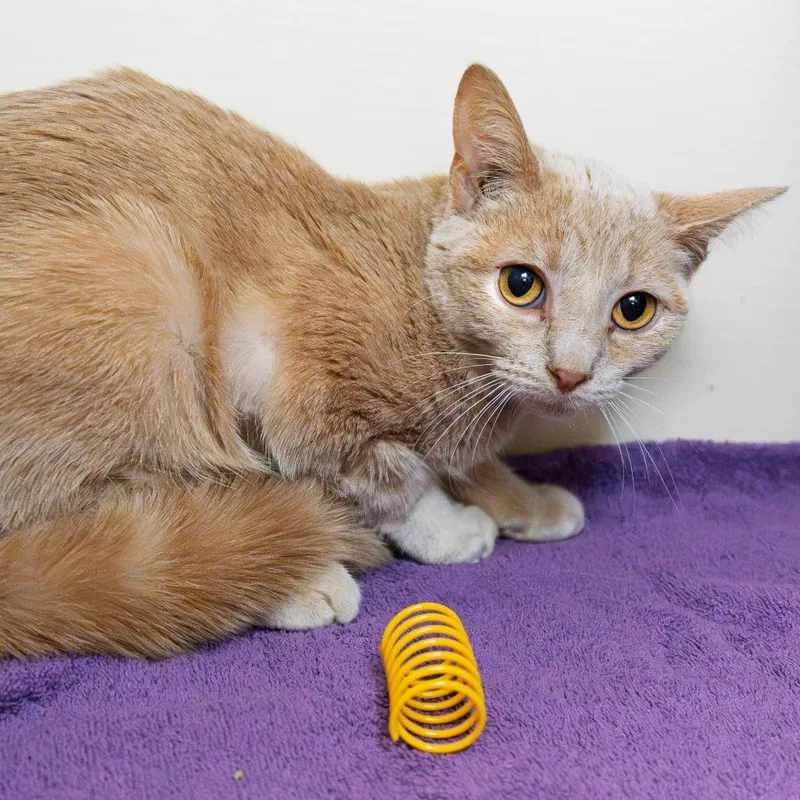 A young small-sized female Buff / Tan / Fawn Domestic Short Hair cat named Cupcake for adoption in South Elgin, IL