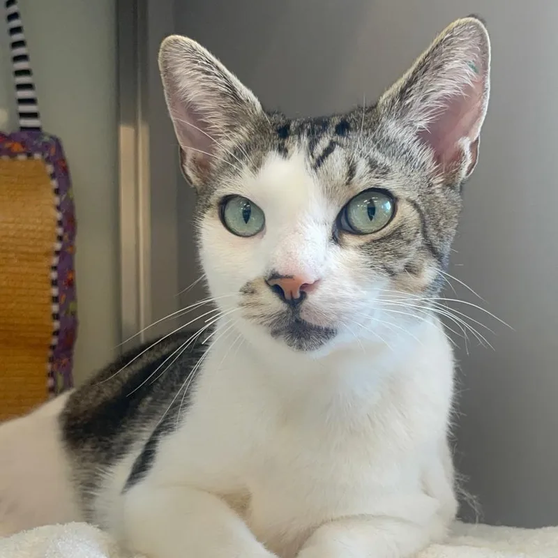 An adult medium-sized male Gray & White Domestic Short Hair cat named Charles for adoption in Charleston, SC