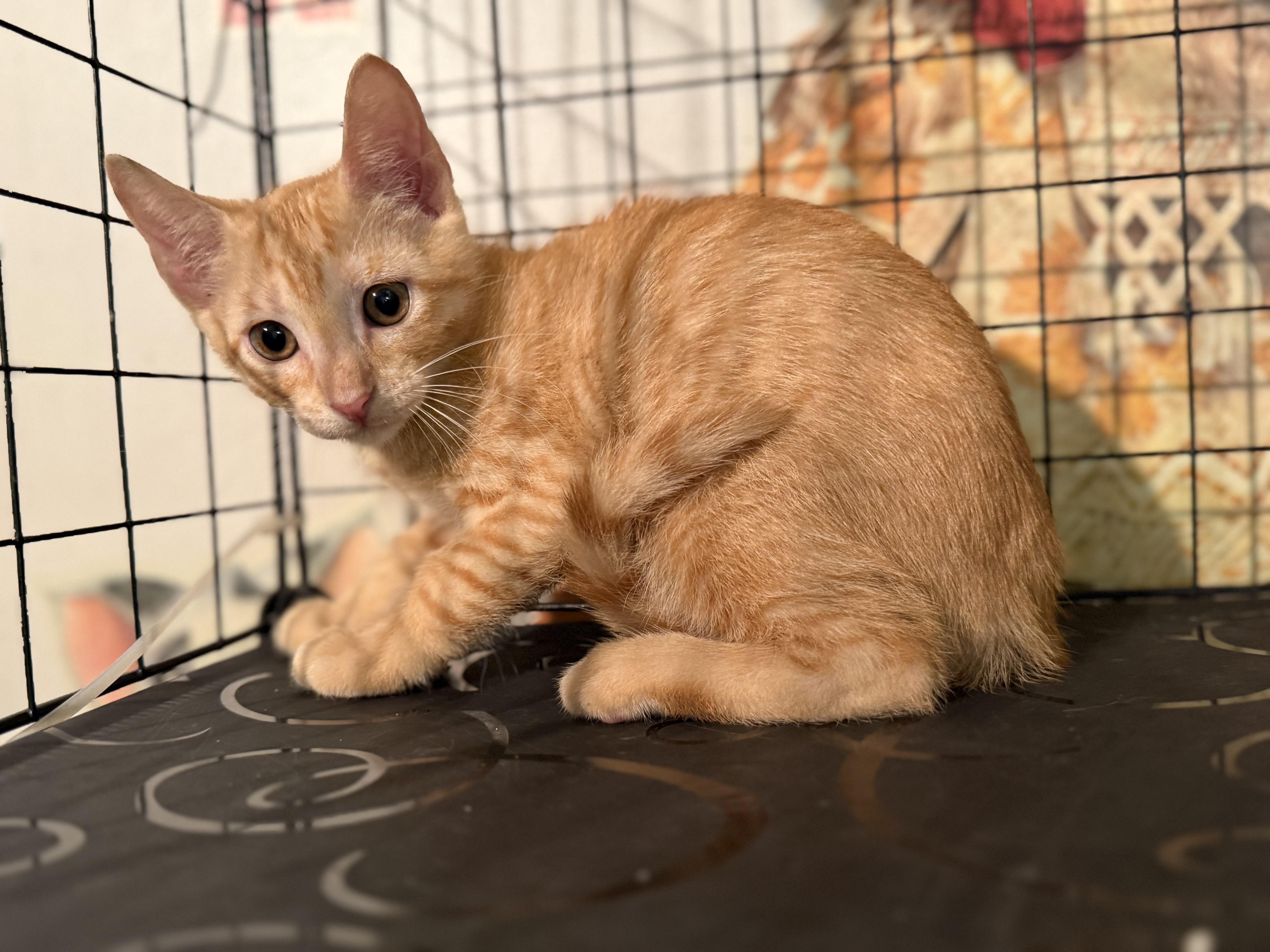 A baby medium-sized male Orange / Red Domestic Short Hair cat named Tubby Tangerine for adoption in Intercession city , FL