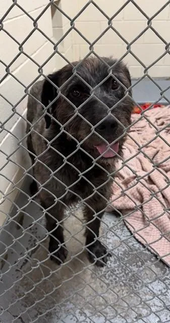 An adult large-sized male Giant Schnauzer dog named Cosmo for adoption in Anchorage, AK