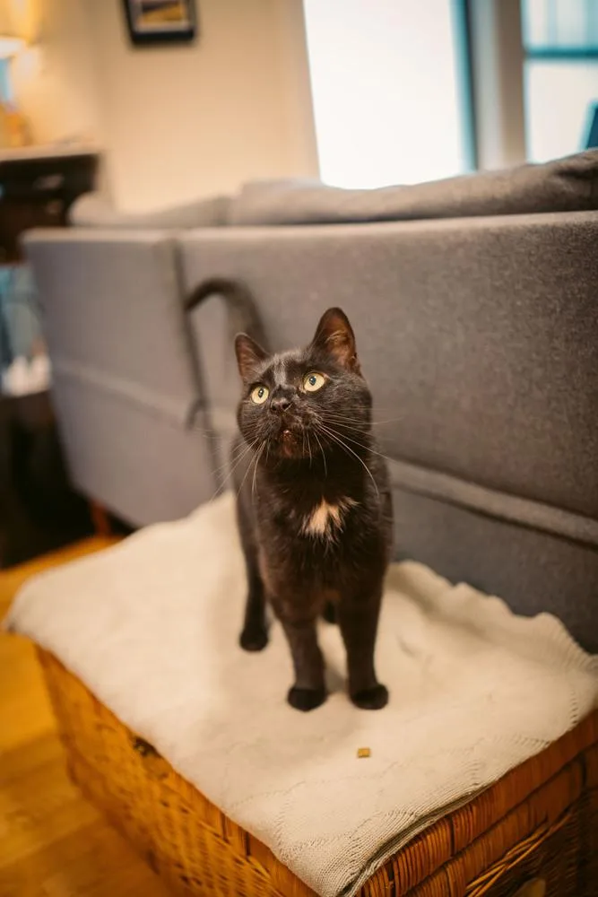 An adult medium-sized male Black & White / Tuxedo Domestic Short Hair cat named Barry Manilow for adoption in New York, NY