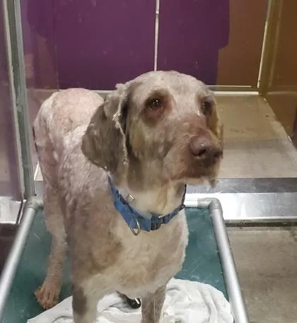 An adult large-sized female Standard Poodle dog named Molly for adoption in Kansas City, MO