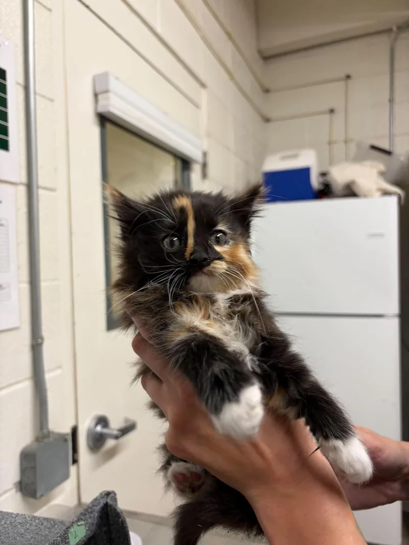 A baby small-sized female Tortoiseshell Domestic Long Hair cat named Grape Juice for adoption in Fruit Heights, UT