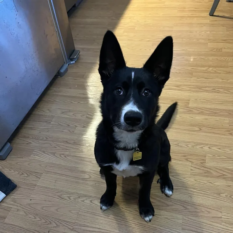 A baby small-sized female Black Husky dog named Lightning for adoption in Bellingham, WA