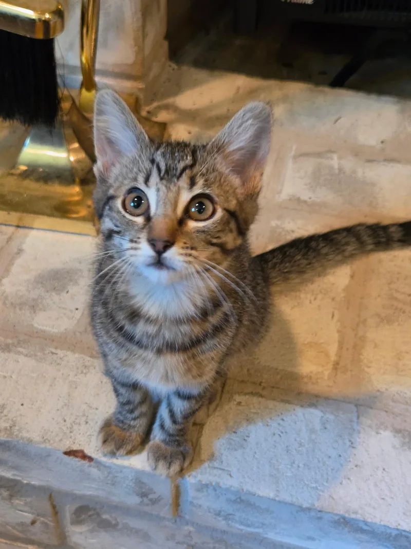 A baby medium-sized female Tabby (Buff / Tan / Fawn) Tabby cat named Willow for adoption in Woodinville, WA
