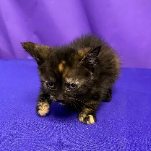A baby small-sized female Tortoiseshell Domestic Medium Hair cat named Vivianne for adoption in North Myrtle Beach, SC