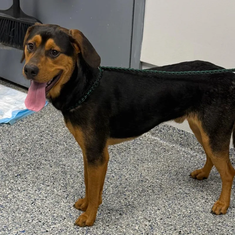 A young medium-sized male Black Mixed Breed dog named Reeces Pieces for adoption in Greenville, SC