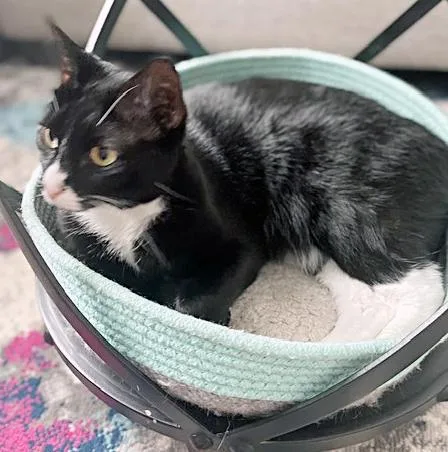An adult medium-sized male Black & White / Tuxedo Domestic Short Hair cat named Smokey for adoption in Sanford, FL
