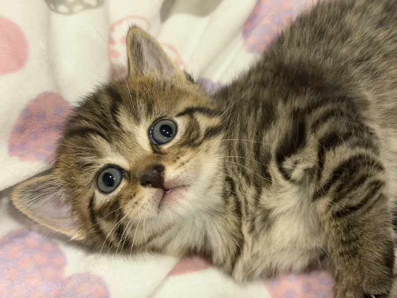 A baby medium-sized male Tabby (Brown / Chocolate) Domestic Short Hair cat named Milo for adoption in North Haledon, NJ
