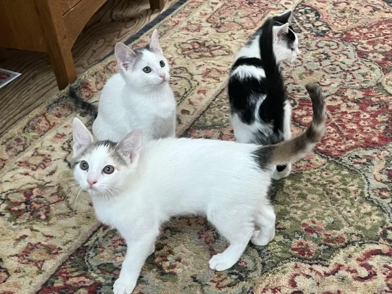 A baby small-sized female Dilute Calico cat named Margarita for adoption in Walnut Creek, CA