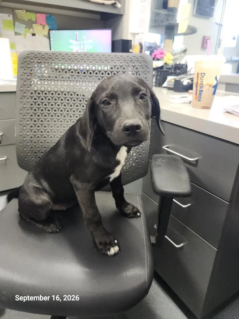 An adult small-sized female Labrador Retriever dog named Nora for adoption in Sapulpa, OK