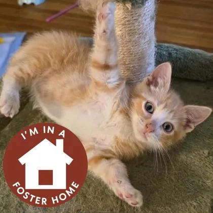 A baby small-sized male Domestic Short Hair cat named Colby for adoption in Janesville, WI