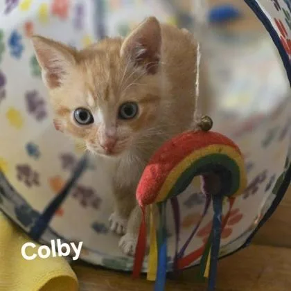 Colby thumbnail 2