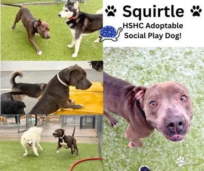 Squirtle thumbnail 2