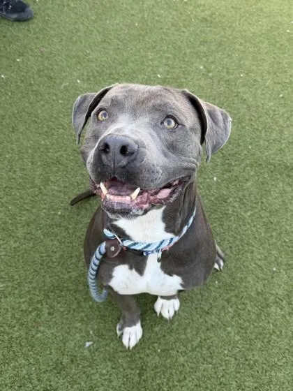 Squirtle thumbnail 3