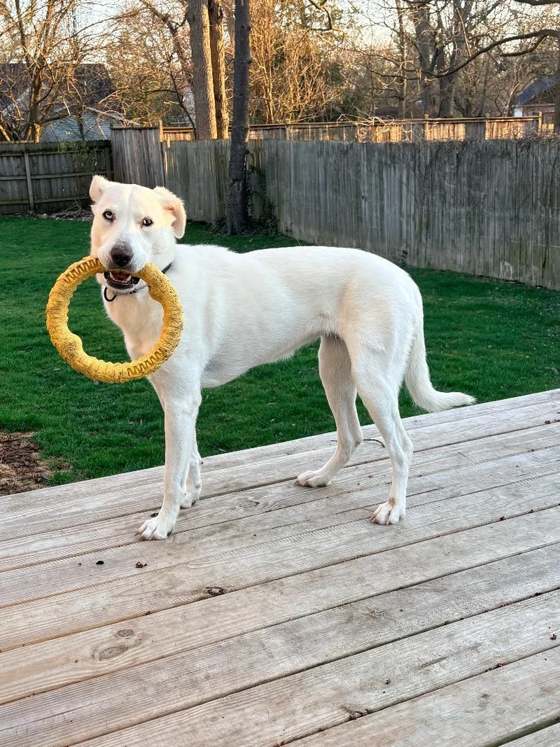 A young medium-sized female White / Cream Husky dog named Noelle for adoption in Coldwater, MI