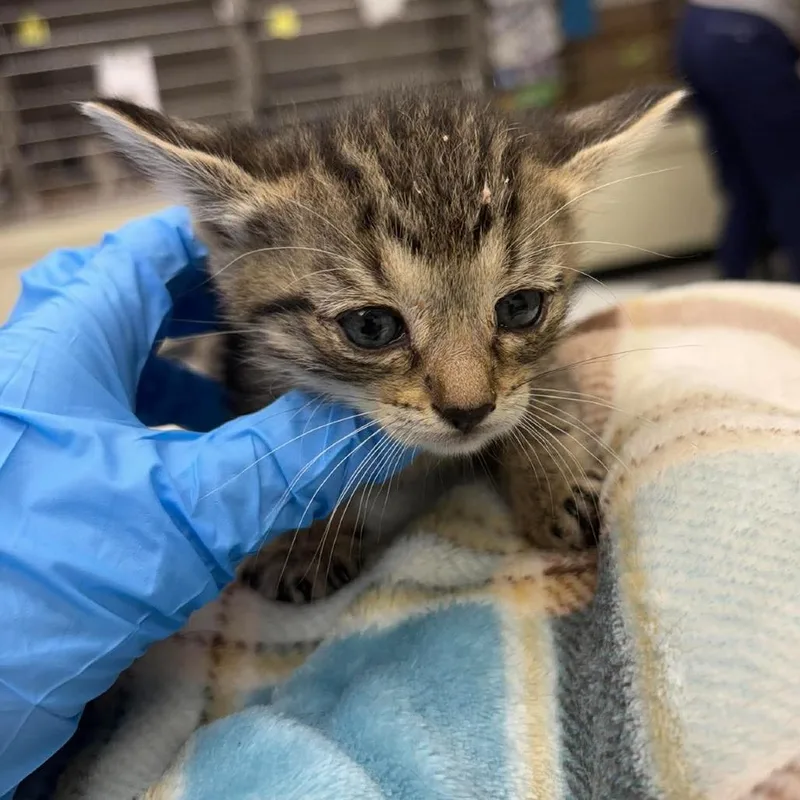 A baby small-sized female Brown / Chocolate Domestic Short Hair cat named Lolly for adoption in Bastrop, TX