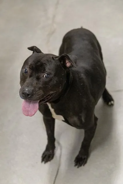 An adult small-sized male Mixed Breed dog named Tony FKA for adoption in West Chester, PA