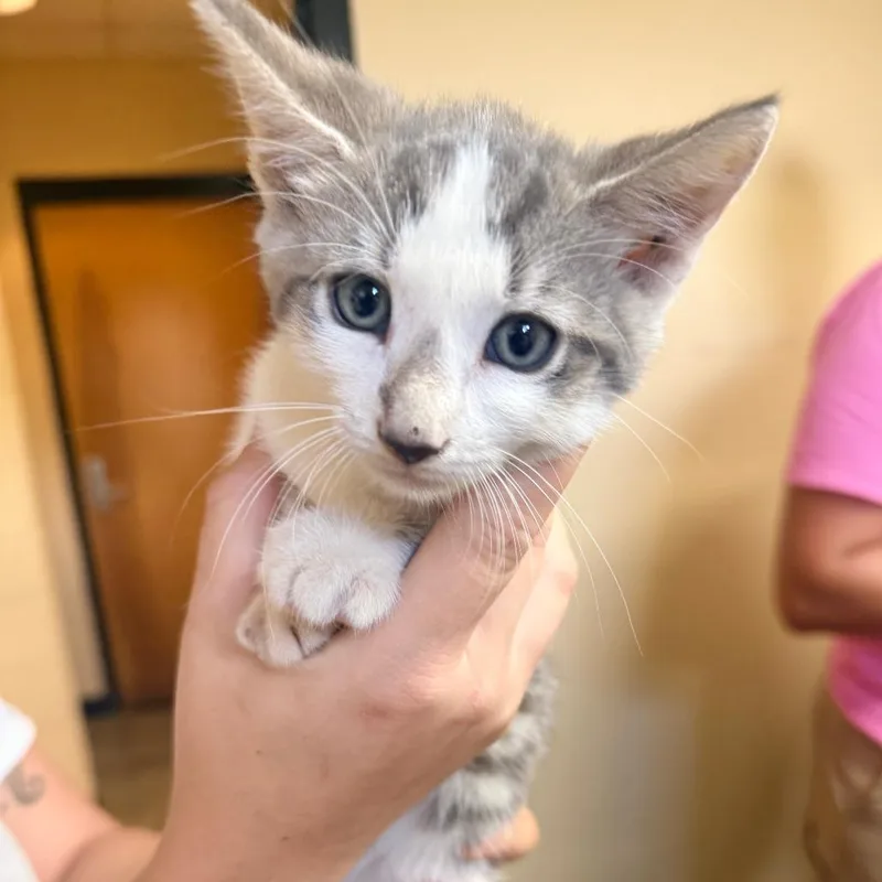 A baby small-sized male Gray / Blue / Silver Domestic Short Hair cat named Rolli for adoption in Corinth, MS