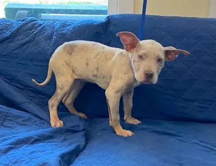 A baby large-sized female Mixed Breed dog named Sourdough for adoption in Largo, FL