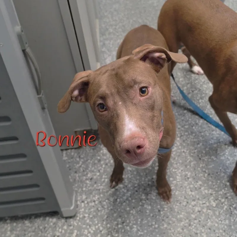 A young medium-sized female Brown / Chocolate Mixed Breed dog named Bonnie for adoption in Parkersburg, WV