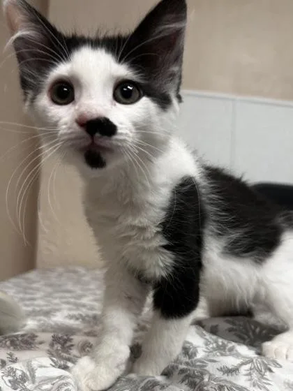 A young small-sized female Domestic Short Hair cat named Penelope for adoption in Phoenix, AZ